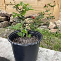 Blackberry Plant