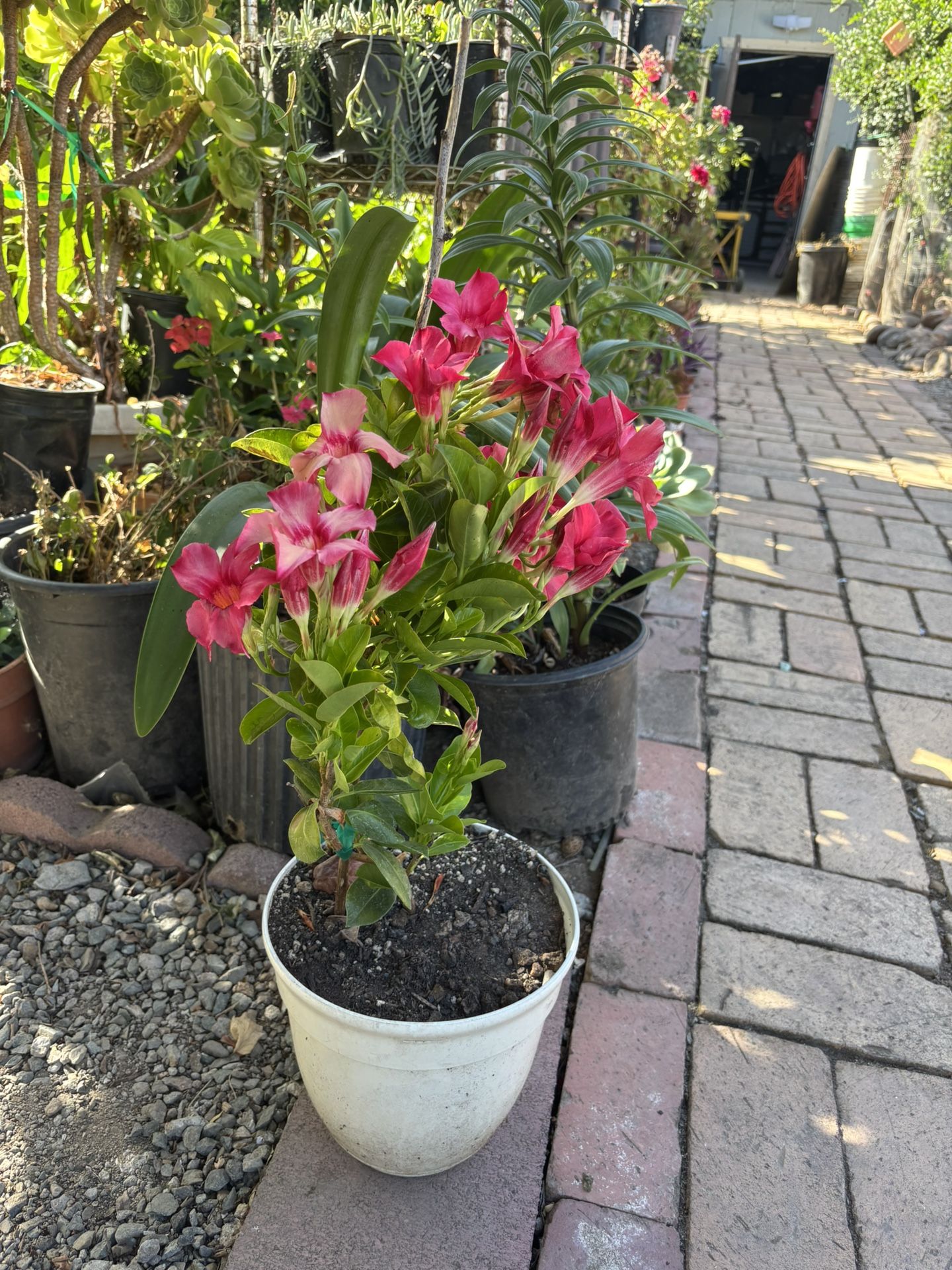 Rock Trumpet Flower / Mandevilla