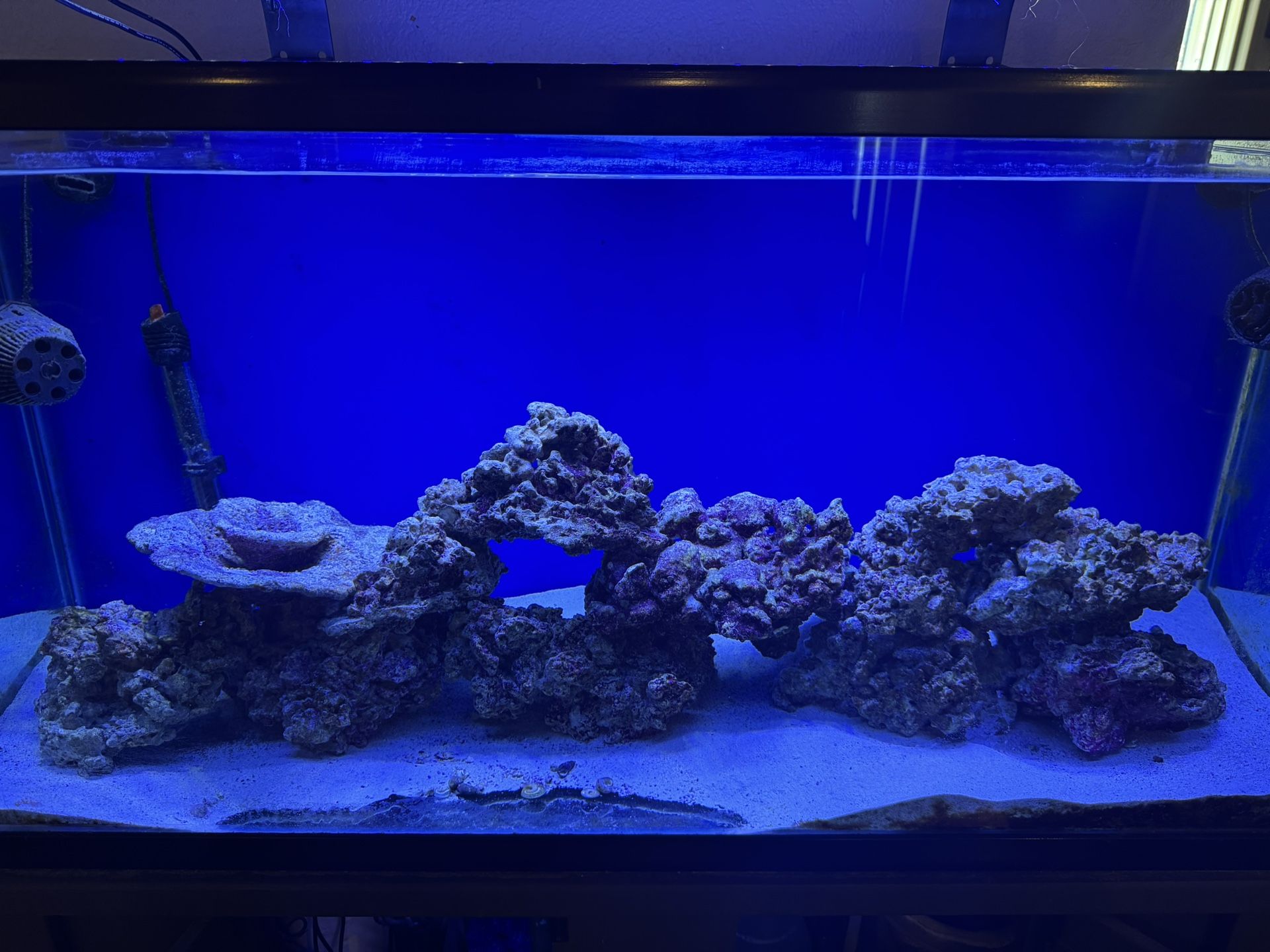 80 Gallon Salt water fish Tank