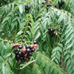 Curry Plant Seedlings
