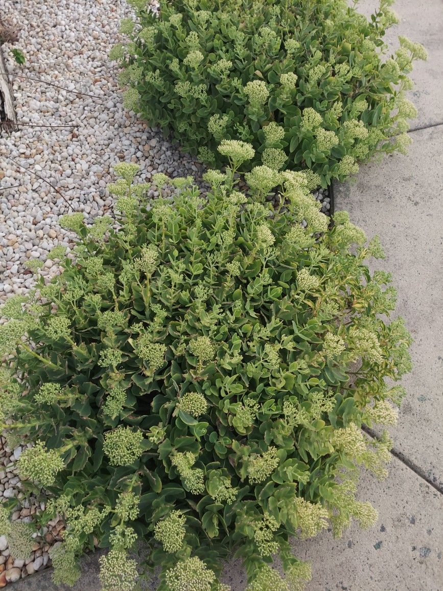 Plants that are available