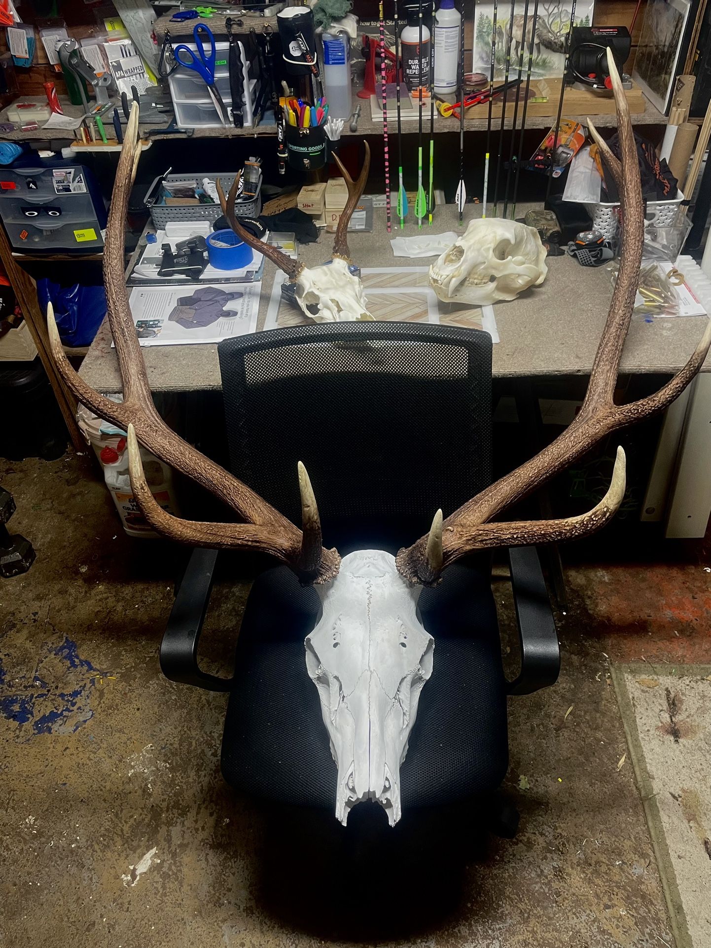 Roosevelt Elk Head