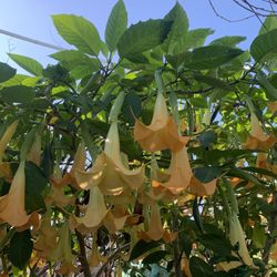 Landscaping Trees, Palms, Patio Or House Plant In Pot For Easy Pick Up