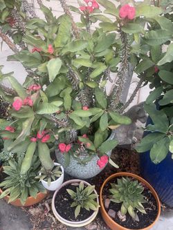 Red color plant with the vase