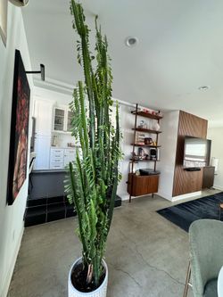 Large African Milk Tree (Euphorbia Trigona) 8f