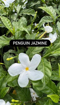 🌿 PENGUIN JASMINE