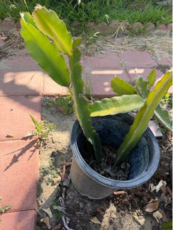 Dragon fruit tree