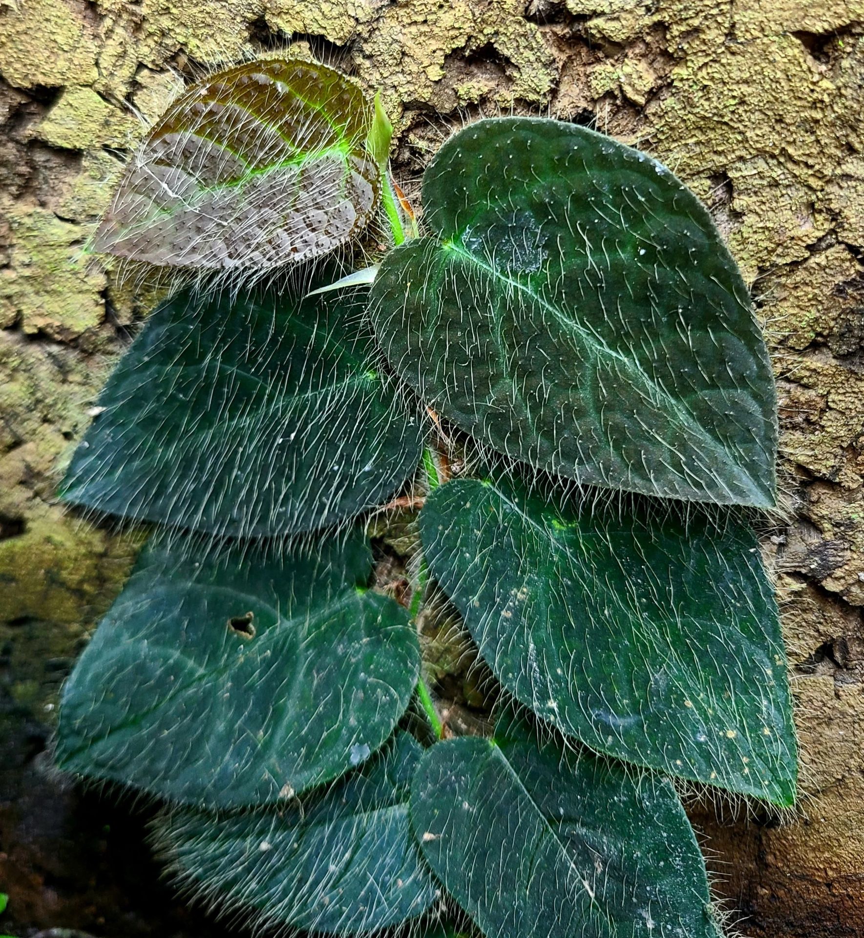 Ficus Villosa
