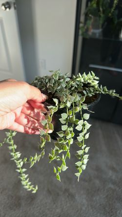 Succulent plant