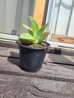 Small Aloe Plant in Black Pot