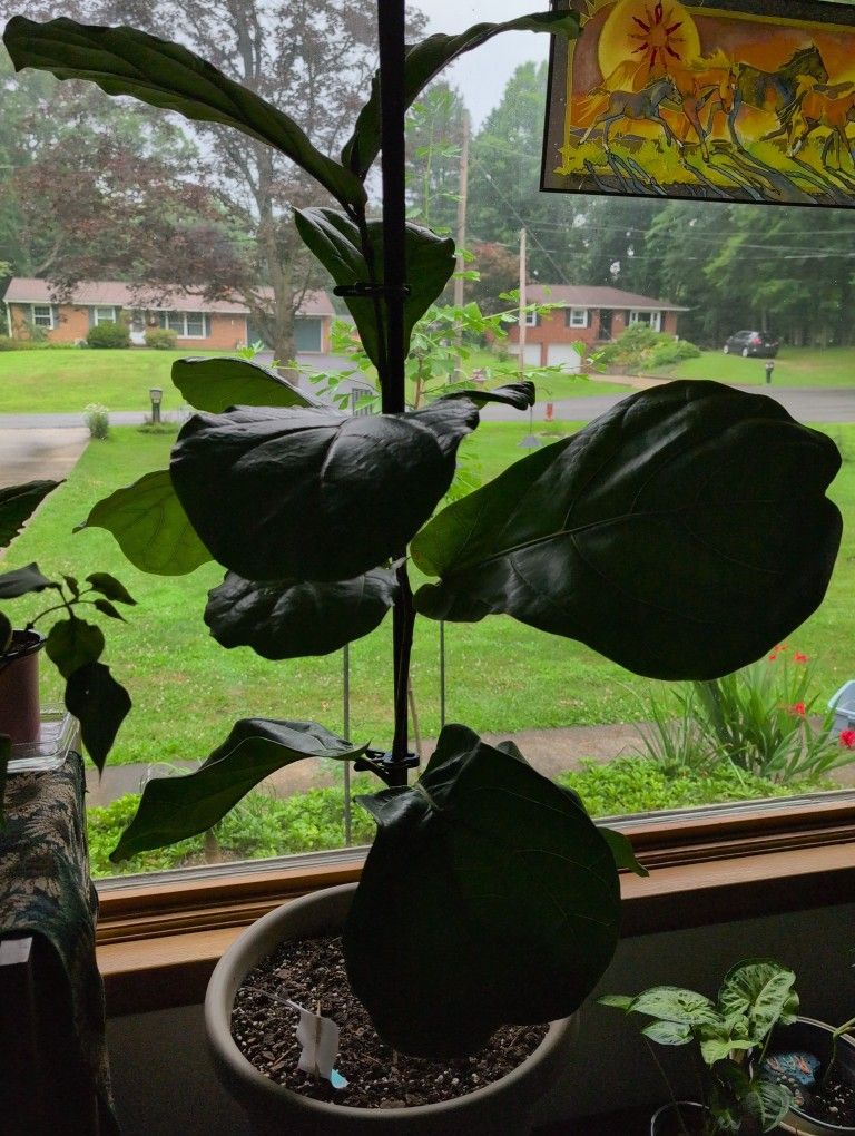 1 1/2 ft Fiddle leaf Fig Indoor Plant