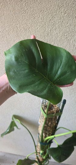 56" Monstera Deliciosa on Custom Moss Pole (2 Yrs Old)