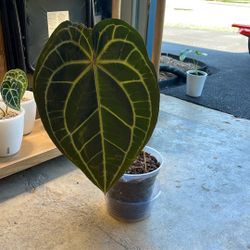 Michelle x Doc mature Anthurium 