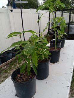 Fruit trees