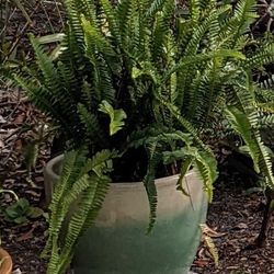 Fern Plant In Nice Pot