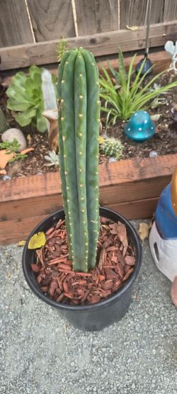 Cactus