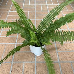 Fern Plant 🪴 