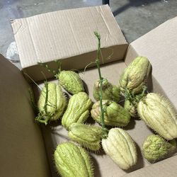 Chayote