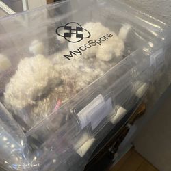 Mushroom Plant Humidity Fruiting Chamber Monotub