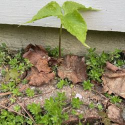 Jack And The Pulpit Perennial Plants (read Description Below)