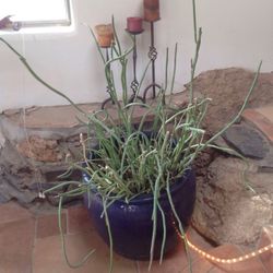 Ceramic blue pot with cactus