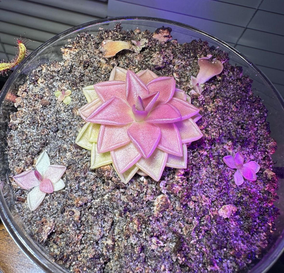 Pinguicula estrellita Carnivorous Plant Baby (Butterwort)