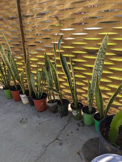 Snake Plants 