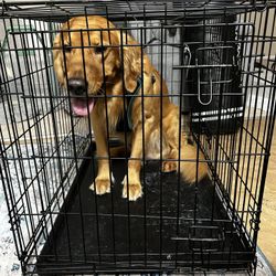 Dog Crate 