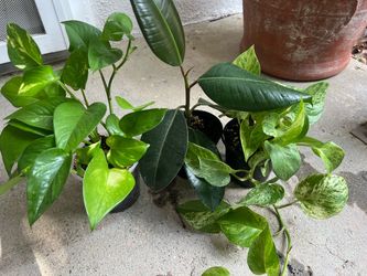 Plants
