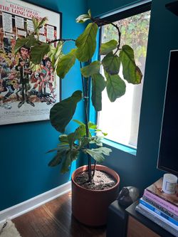 6ft Tall Fiddle Leaf Fig Tree in Plastic Terracotta Colored Pot