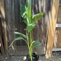 Canna Lilly 