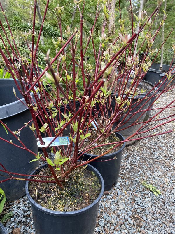 Massive Red Twig Dogwood plants for Sale in Puyallup, WA