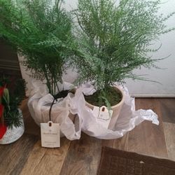 plants Home decor
plantas artificiales located in East Houston Texas 77015 
$5 each