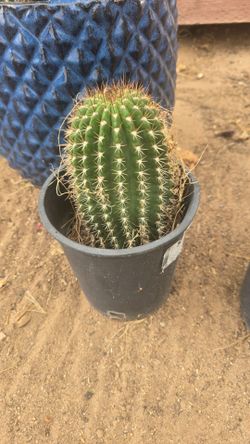 Argentine Giant