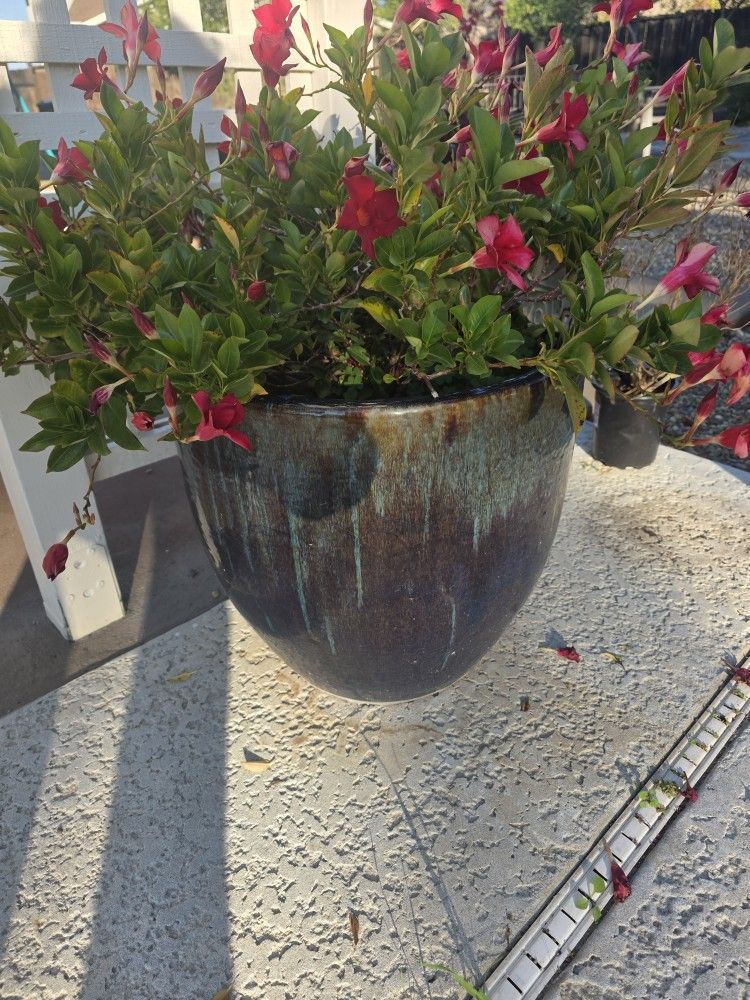 Decorative Plant in Ceramic Pot With Rock Trumpets