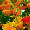 Poppy