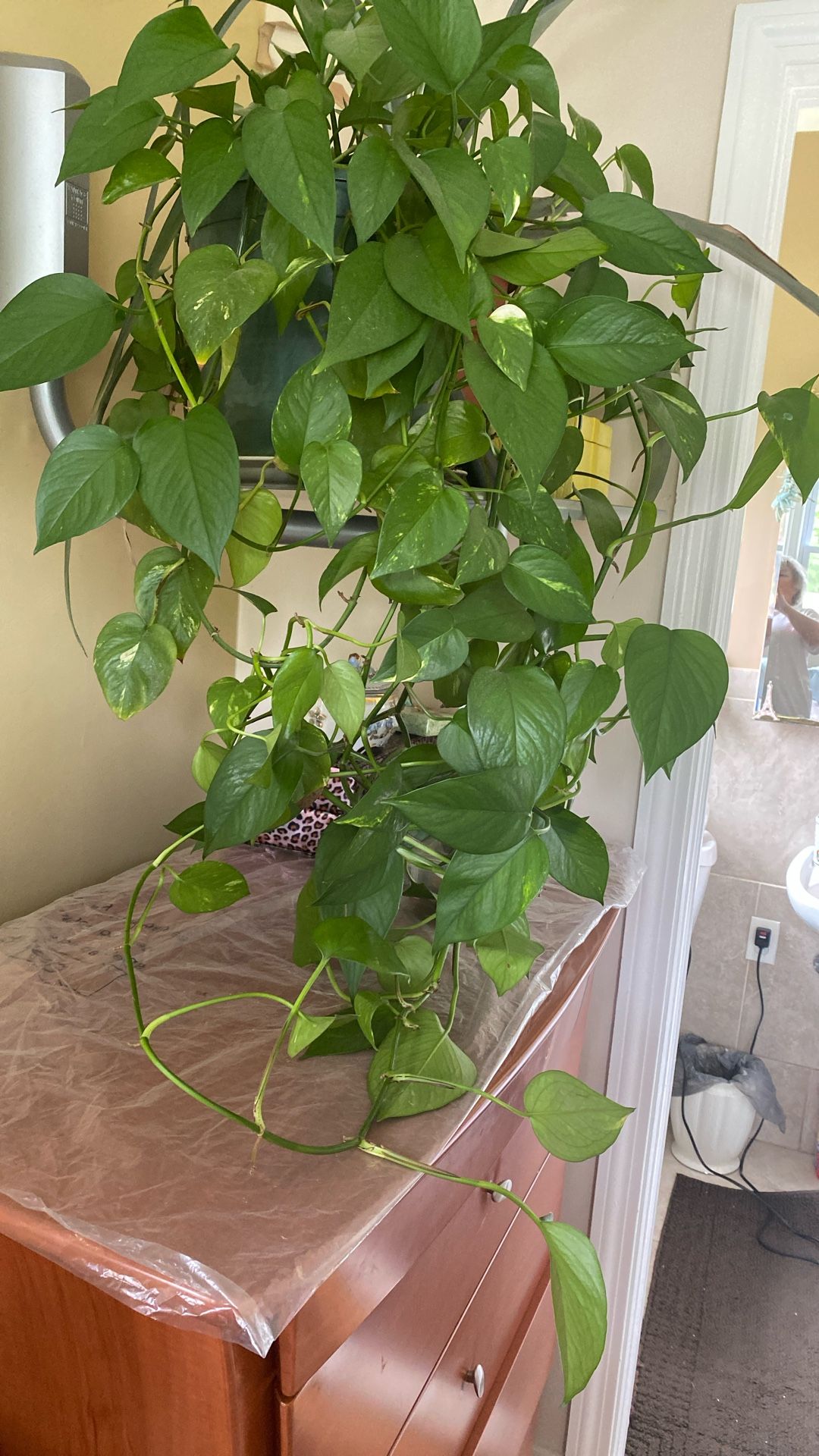 Plant For Home Short Sale