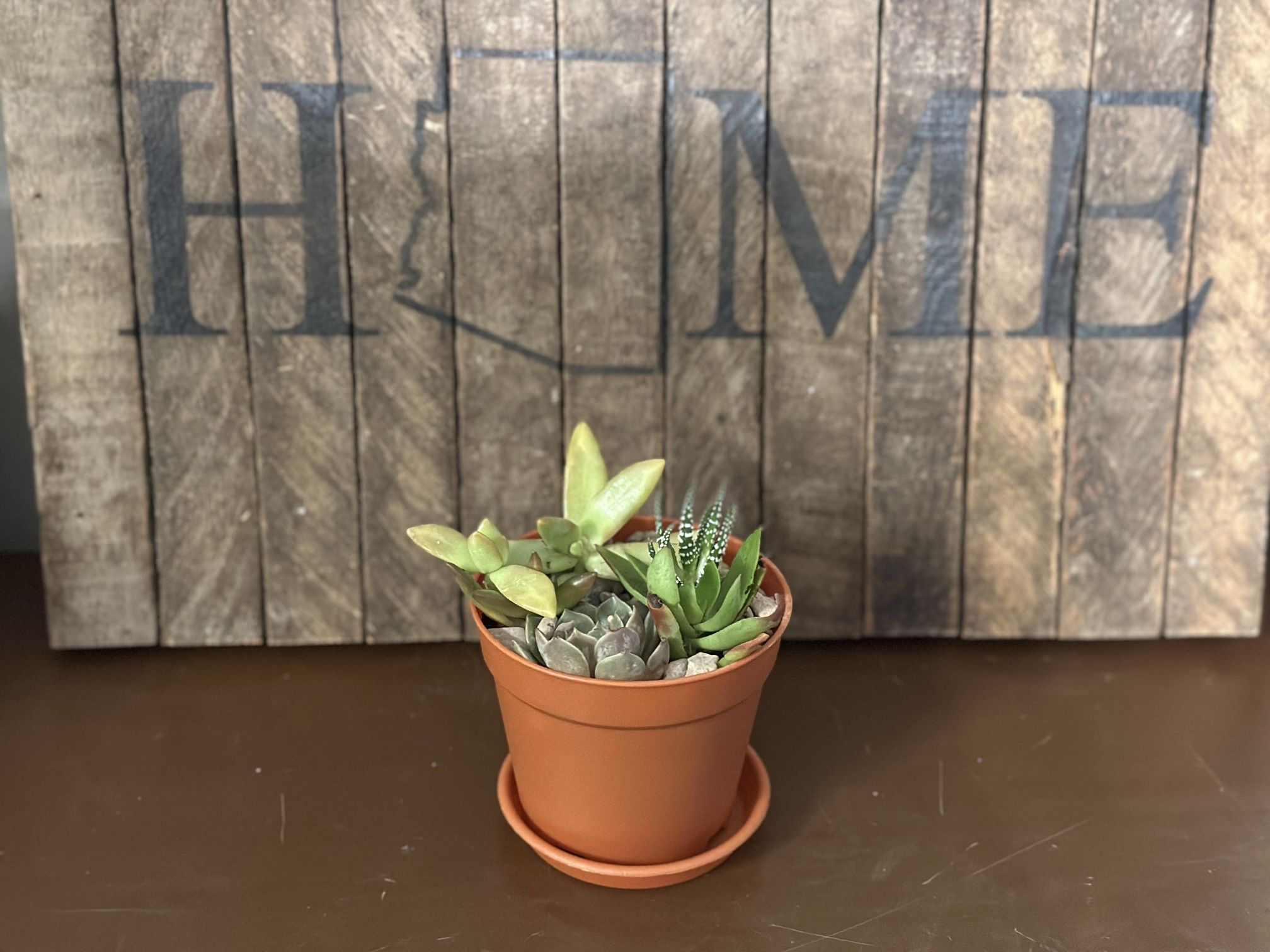 Succulent Arrangement - Live Plant In 4 inch Pot - Delivery Available
