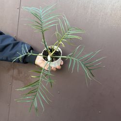 Philodendron Tortum In 4” Pot