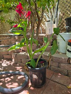 Canna Lily