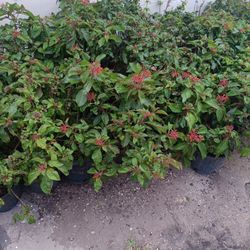 Fire Bush