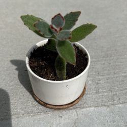 Planta