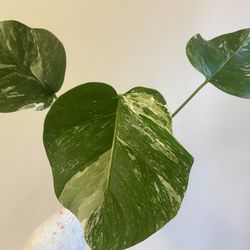 [Pickup by 10/29] Monstera Albo #B