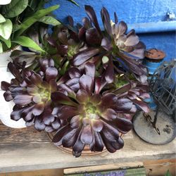 Potted Succulents $5-$25