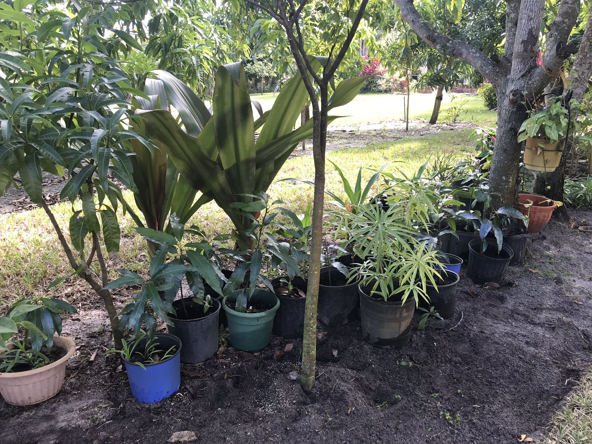Mango tree plants for sale 2-5 gallons from $ 6-9 dollars