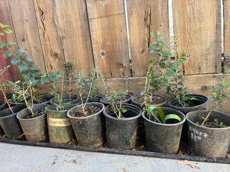 Olive trees, 1 foot tall $10 each