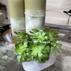 Succulent Plant - Stone Rose - Gift