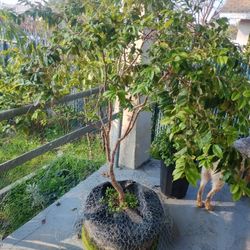 Jaboticaba Tree 'Red'