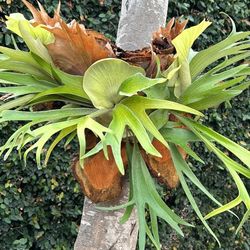 Staghorn Fern Plants
