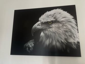 Bald Eagle Black and White Photo Print